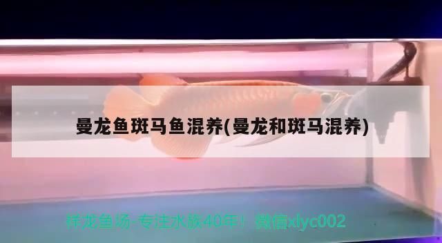 曼龍魚斑馬魚混養(yǎng)(曼龍和斑馬混養(yǎng))
