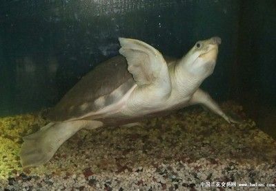 豬鼻龜能交易嗎：豬鼻龜為什么禁止銷售呢
