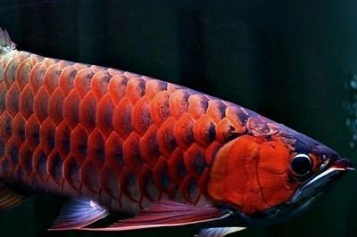 紅龍魚和元寶鳳凰混養好嗎：紅龍魚和元寶鳳凰魚可以混養嗎 紅龍魚和元寶鳳凰混養好嗎：紅龍魚和元寶鳳凰魚可以混養嗎 元寶鳳凰魚百科 第4張