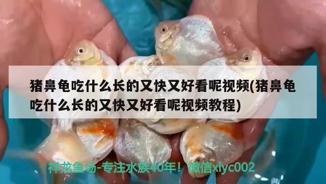 豬鼻龜吃什么長的又快又好看呢：(豬鼻龜吃什么長的又快又好看呢