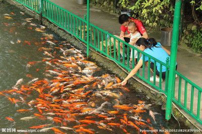 100個(gè)經(jīng)典魚池圖片：庭院設(shè)計(jì)中魚池的設(shè)計(jì)與布局