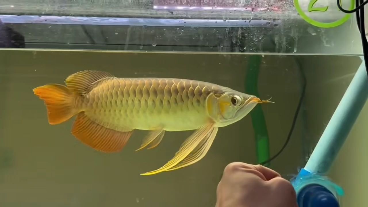 大湖紅龍魚20230516：大湖紅龍魚怎么養(yǎng)？ 大湖紅龍魚20230516：大湖紅龍魚怎么養(yǎng)？ 大湖紅龍魚百科 第3張