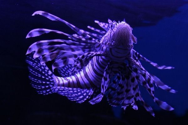 家里魚缸水泵怎么安裝視頻，如何選擇合適的魚缸水泵 家里魚缸水泵怎么安裝視頻，如何選擇合適的魚缸水泵 魚缸百科 第1張