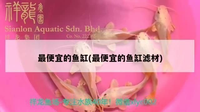 紅龍魚缸背景紙什么顏色好：紅龍魚幼年期飼養技巧