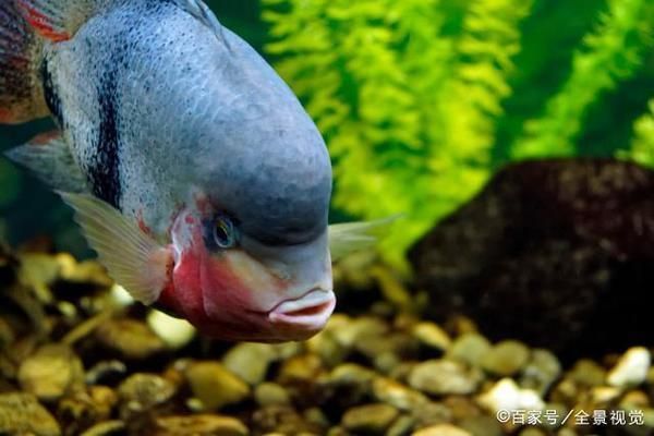 魚缸多長時間放鹽，淡水魚缸加鹽的正確方法
