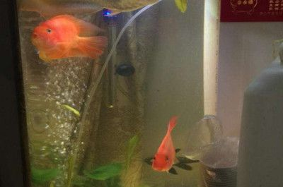 魚缸多長時間放鹽，淡水魚缸加鹽的正確方法