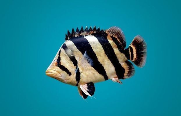 蘇虎魚飼料新鮮度判斷方法，如何判斷蘇虎魚飼料的新鮮度