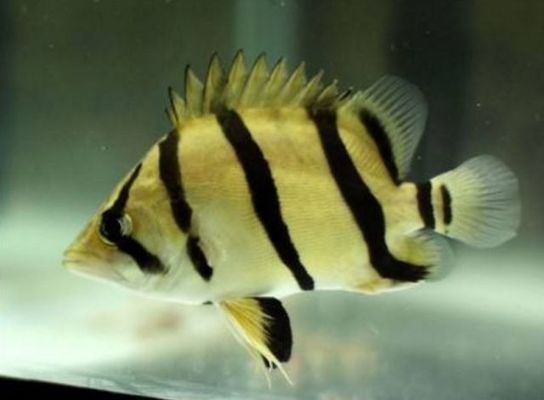 蘇虎魚飼料新鮮度判斷方法，如何判斷蘇虎魚飼料的新鮮度