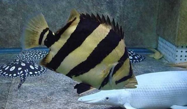 蘇虎魚飼料新鮮度判斷方法，如何判斷蘇虎魚飼料的新鮮度
