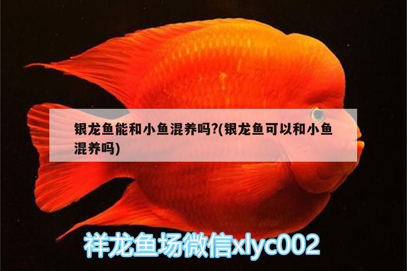 銀龍魚(yú)能和小魚(yú)混養(yǎng)嗎?(銀龍魚(yú)可以和小魚(yú)混養(yǎng)嗎)