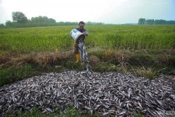 魟魚死后污染水嗎能吃嗎：魟魚死后污染水能吃嗎？