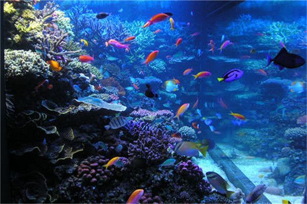 開一個水族館多少錢人民幣啊（開一個小型水族館需要多少錢？） 開一個水族館多少錢人民幣啊（開一個小型水族館需要多少錢？） 水族館百科（水族館加盟） 第6張