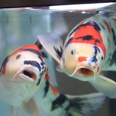 水族館行業會有發展潛力嗎知乎文章（水族館行業發展前景如何）