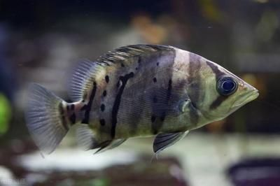 虎魚能吃嗎？：虎魚是否適宜食用 虎魚能吃嗎？：虎魚是否適宜食用 虎魚百科 第3張