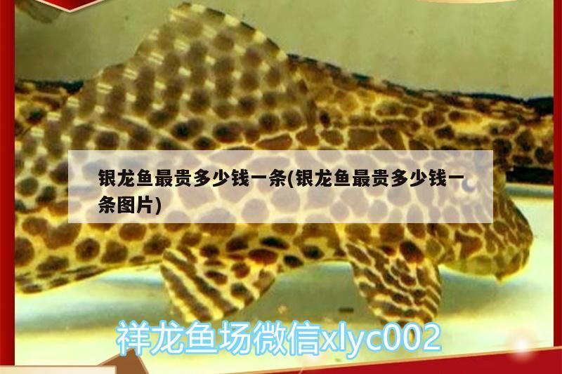 銀龍魚最貴多少錢一條(銀龍魚最貴多少錢一條圖片) 銀龍魚最貴多少錢一條(銀龍魚最貴多少錢一條圖片) 銀龍魚百科 第3張