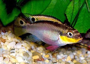家庭魚缸擺放（家庭魚缸擺放位置風水圖詳解）