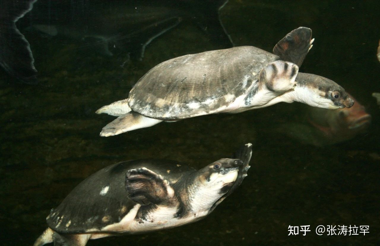 豬鼻龜好養活嗎知乎：豬鼻龜怎么養，豬鼻龜飼養注意事項