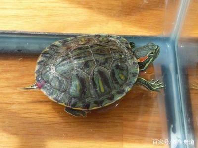 豬鼻龜分品種嗎：豬鼻龜的飼養(yǎng)技巧