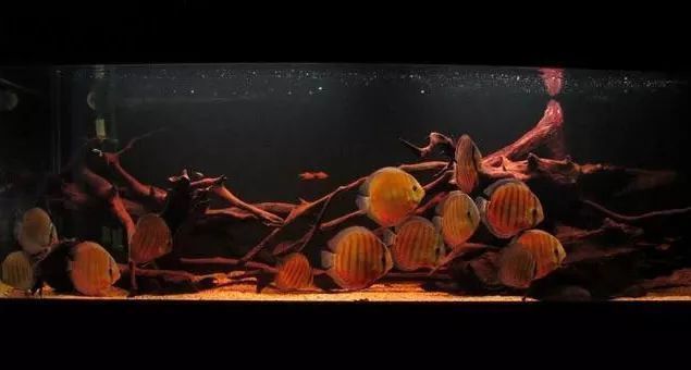 紅龍魚哪個品牌最好養（紅龍魚哪個品牌最好養活） 紅龍魚哪個品牌最好養（紅龍魚哪個品牌最好養活） 元寶鳳凰魚百科 第3張