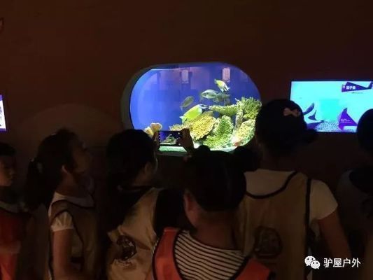 夜間水族館特別活動內容