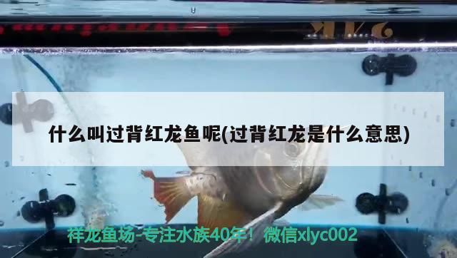 紅龍魚 什么叫過背紅龍魚呢(過背紅龍是什么意思) 觀賞魚百科 什么叫過背紅龍魚呢(過背紅龍是什么意思) 什么叫過背紅龍魚呢(過背紅龍是什么意思) 觀賞魚百科