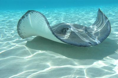 魟魚壁紙：魟魚壁紙[需手動填充][需手動填充]魚壁紙