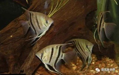 珠海龍魚觀賞魚 龍魚世家水族館專注：龍魚世家水族館，珠海觀賞魚的放心之選