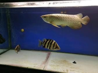 虎魚飼料自制方法，自制虎魚飼料的自制方法涉及多種原料，自制虎魚飼料的營養價值
