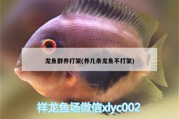 龍魚打架打多久最好vs祥龍魚場：如何判斷龍魚打架的嚴重性 龍魚打架打多久最好vs祥龍魚場：如何判斷龍魚打架的嚴重性 vs祥龍魚場 第3張