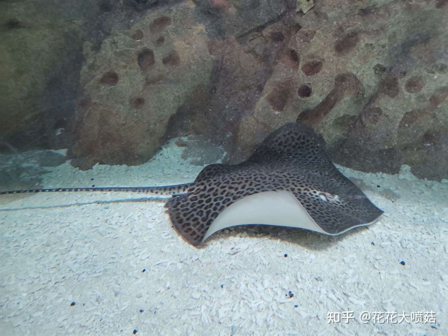 魟魚尾刺多久換一次：魟魚的尾刺多久換一次