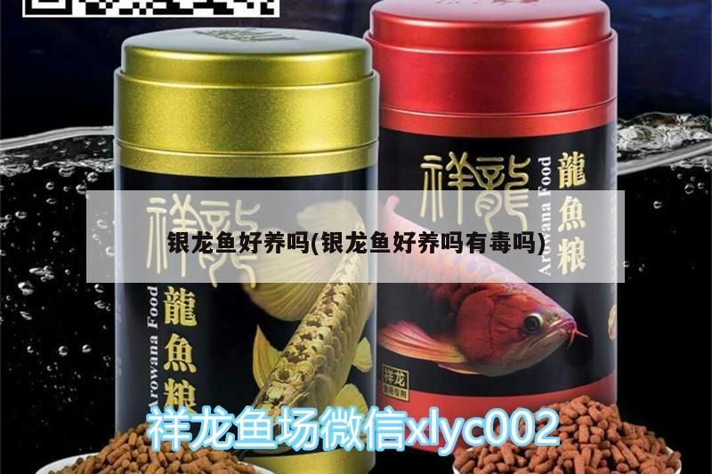 銀龍魚好養嗎(銀龍魚好養嗎有毒嗎)