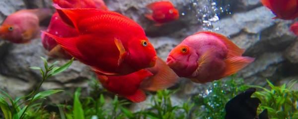 銀龍魚飼養環境條件要求(銀龍魚的飼養條件)