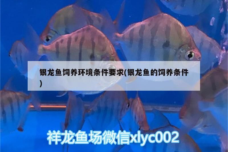 銀龍魚飼養環境條件要求(銀龍魚的飼養條件)