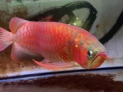 龍魚大湖魚：龍魚大湖魚養殖技術要點大湖魚與龍魚的區別 龍魚大湖魚：龍魚大湖魚養殖技術要點大湖魚與龍魚的區別 大湖紅龍魚百科 第6張