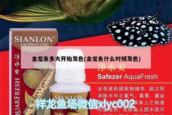 過背金龍魚多久發色好看一點呢怎么回事：過背金龍魚發色期飲食指南，金龍魚發色過程中常見問題