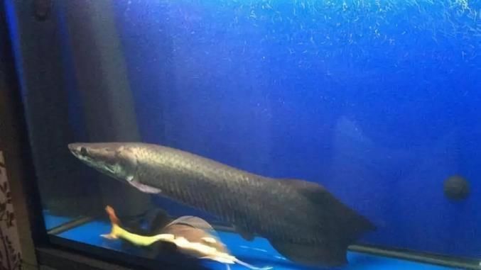 龍魚缸最佳搭配，龍魚缸內植物選擇指南