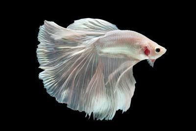 白色金魚（如何飼養白色金魚）