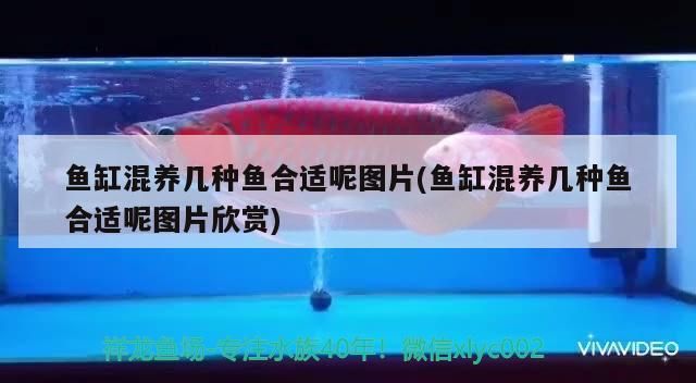 魚缸混養幾種魚合適呢圖片(魚缸混養幾種魚合適呢圖片欣賞)