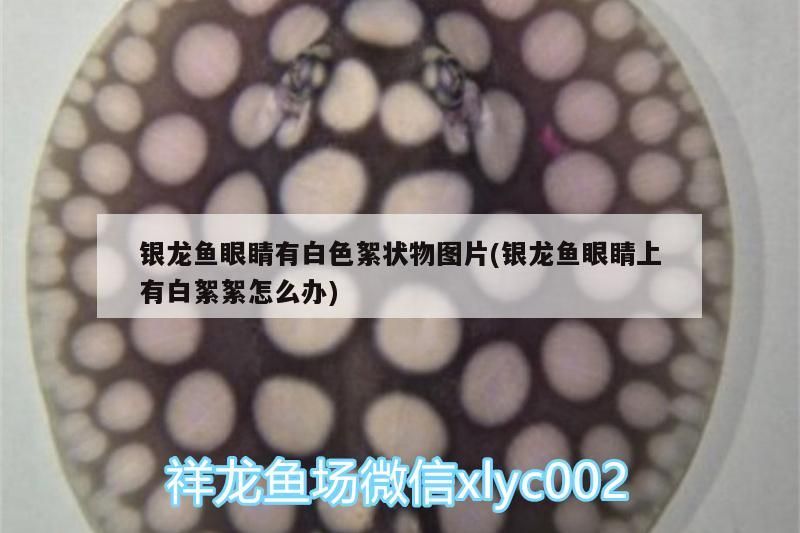 銀龍魚眼睛有白色絮狀物圖片(銀龍魚眼睛上有白絮絮怎么辦)