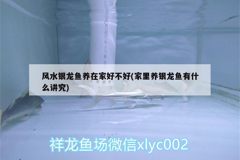 潤寶龍魚缸怎么用(為什么不建議用圓形魚缸) 潤寶龍魚缸怎么用(為什么不建議用圓形魚缸) 元寶鳳凰魚百科 第2張
