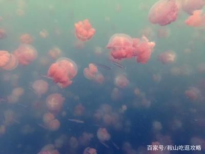 水族館的名字大全四個字（水族館名字大全四個字）