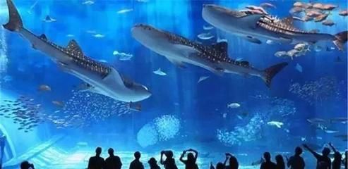 水族館里有什么種類的魚：水族館中常見的魚類種類繁多涵蓋了從小型熱帶魚到大型海洋生物