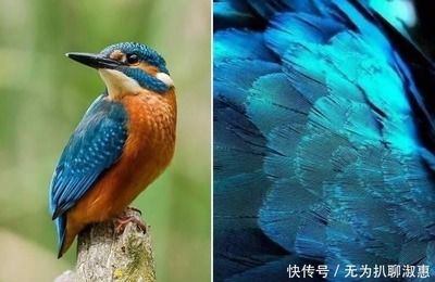 福州魚缸廠家聯系電話地址及電話（ 福州哪里有魚具批發）