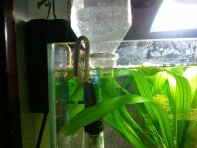 diy魚缸自動補水器怎么用:diy魚缸智能補水器的組成與使用方法 魚缸百科 第1張 diy魚缸自動補水器怎么用:diy魚缸智能補水器的組成與使用方法 diy魚缸自動補水器怎么用:diy魚缸智能補水器的組成與使用方法 魚缸百科 第1張