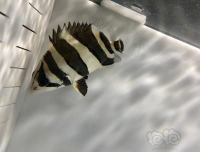 豬鼻和龍魚能不能混養(yǎng)呢視頻(可以和豬鼻龜混養(yǎng)的魚) 豬鼻和龍魚能不能混養(yǎng)呢視頻(可以和豬鼻龜混養(yǎng)的魚) 豬鼻龜百科 第2張