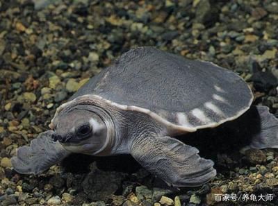 豬鼻龜?shù)娘L(fēng)水作用：豬鼻子龜?shù)娘L(fēng)水學(xué)含義