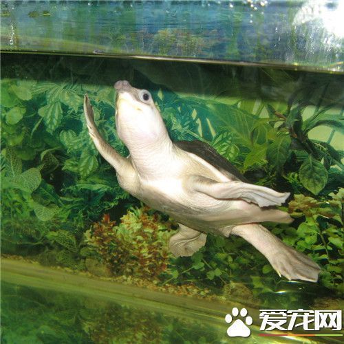 豬鼻龜?shù)娘L(fēng)水作用：豬鼻子龜?shù)娘L(fēng)水學(xué)含義