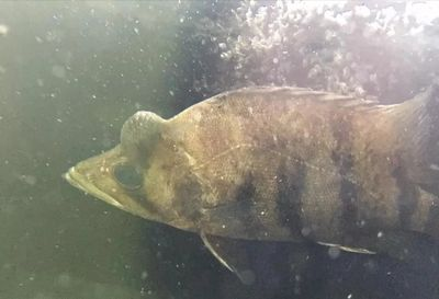 虎魚暴斃征兆：虎魚為什么會暴斃？
