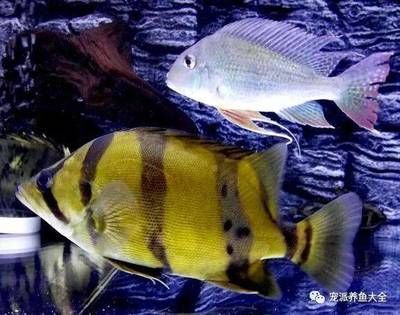 虎魚暴斃征兆：虎魚為什么會暴斃？