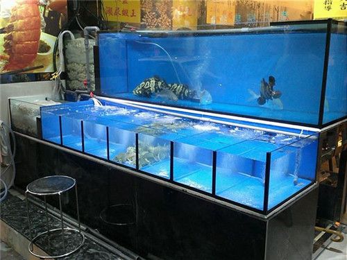 三條線的海魚(海邊三條線的魚) 錦鯉魚百科 第2張 三條線的海魚(海邊三條線的魚) 三條線的海魚(海邊三條線的魚) 錦鯉魚百科 第2張